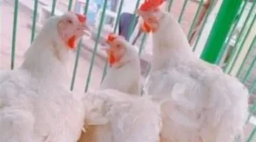 تغيرات في أسعار الفراخ البيضاء والبلدي داخل الأسواق المصرية اليوم